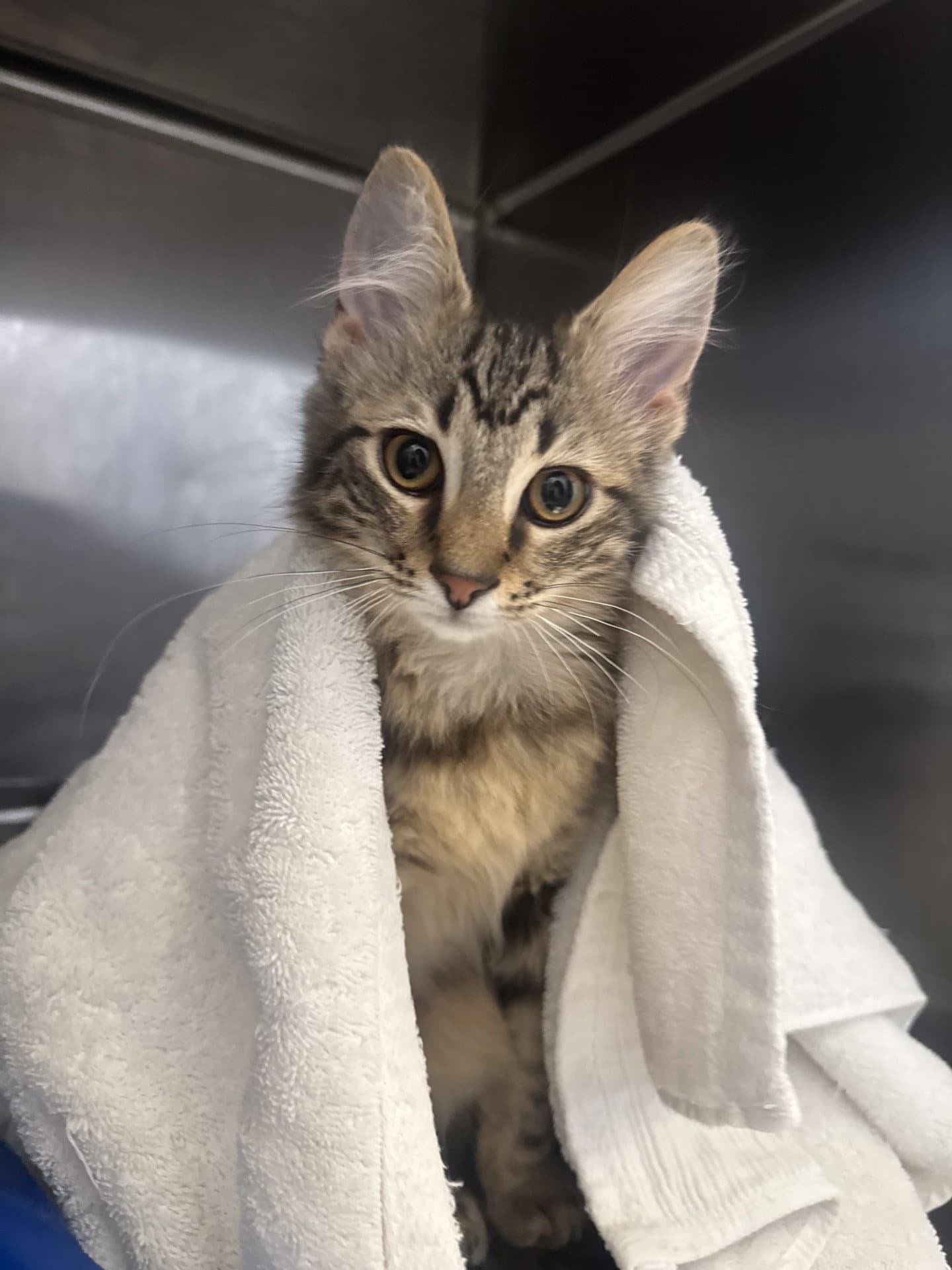E Z Go - Domestic Short Hair