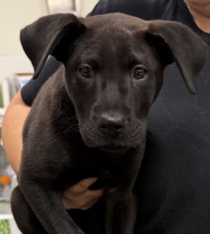 Pringle - Labrador Retriever