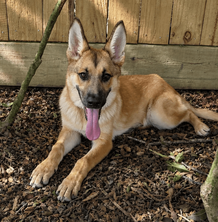 C J - German Shepherd Dog
