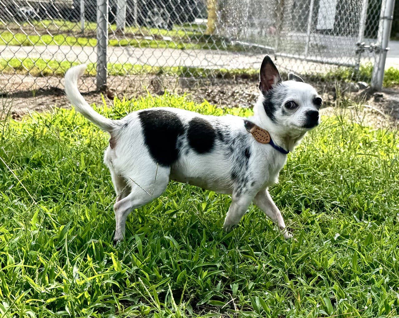 Itsy - Chihuahua