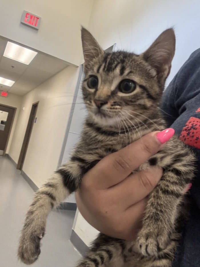 Twill - Domestic Short Hair