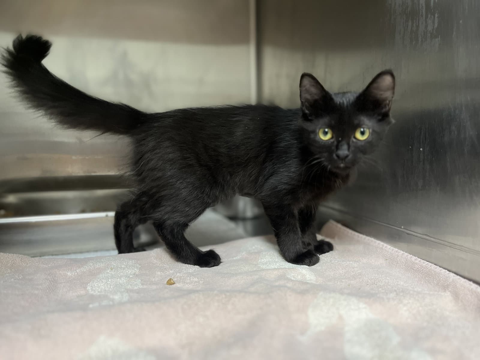 Stevie Nicks - Domestic Medium Hair