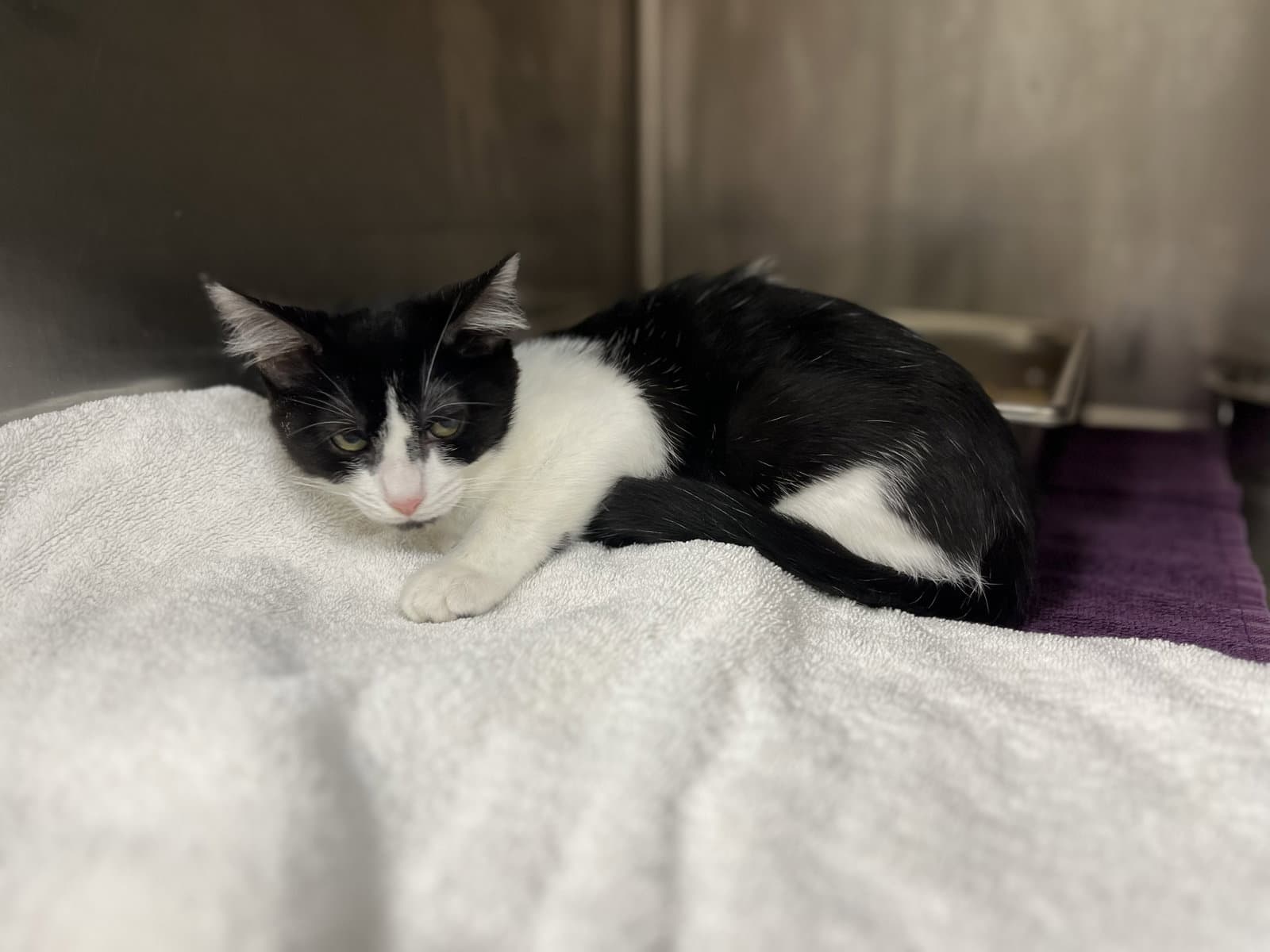 Joan Jett - Domestic Medium Hair