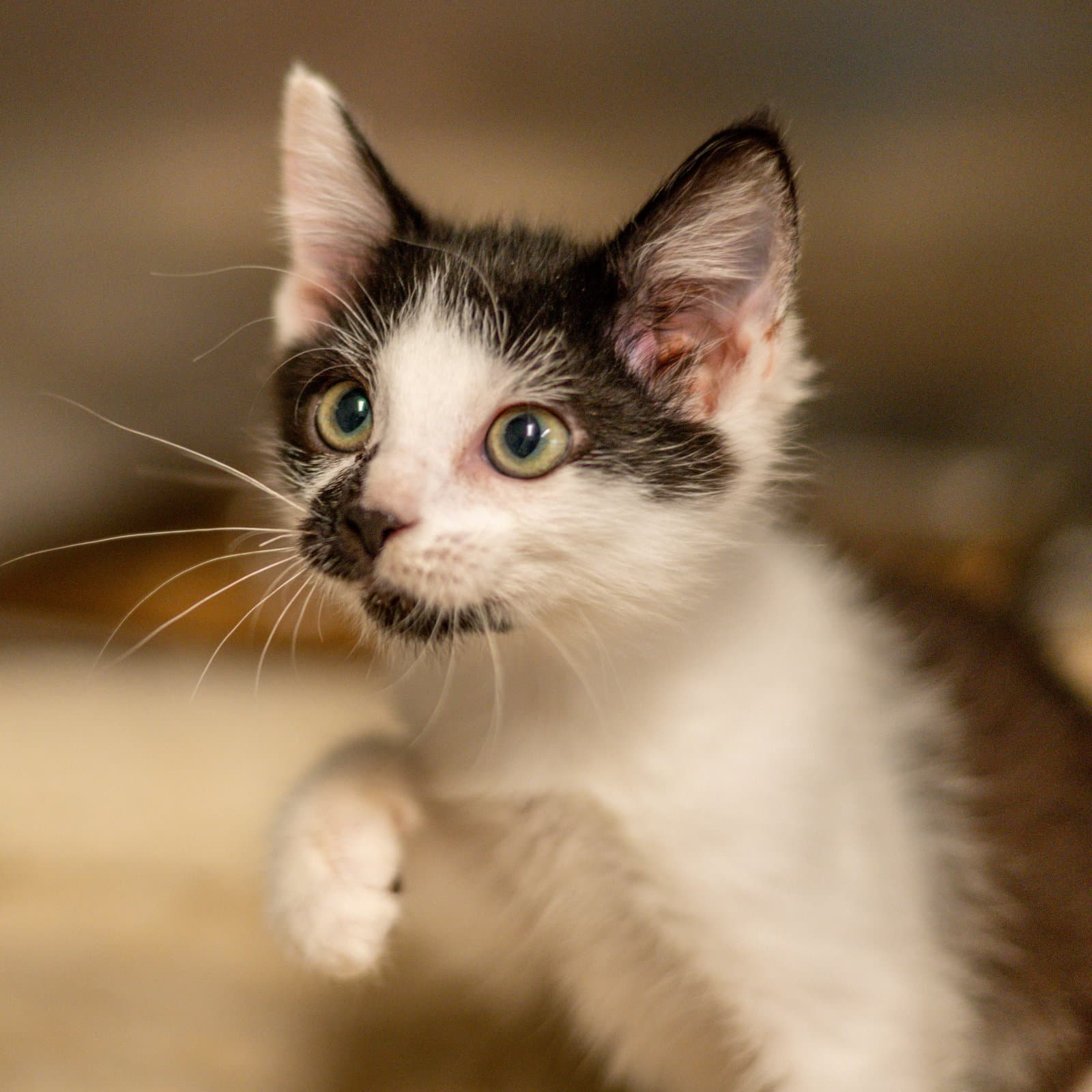 Marbles - Domestic Medium Hair