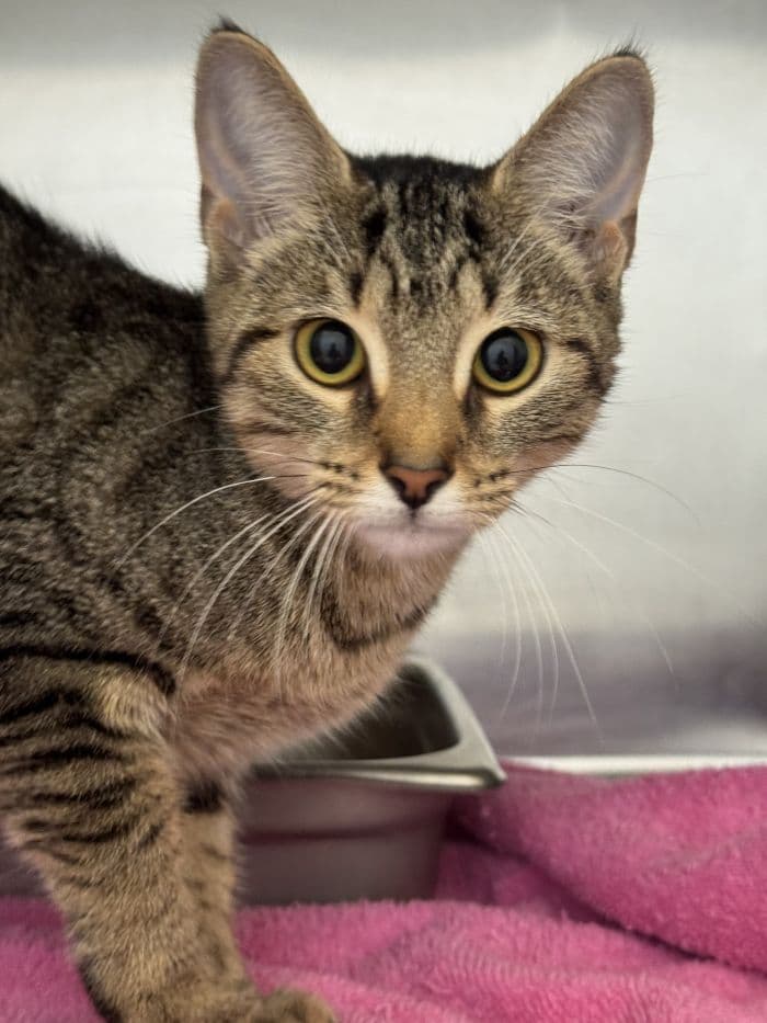 Elle - Domestic Short Hair