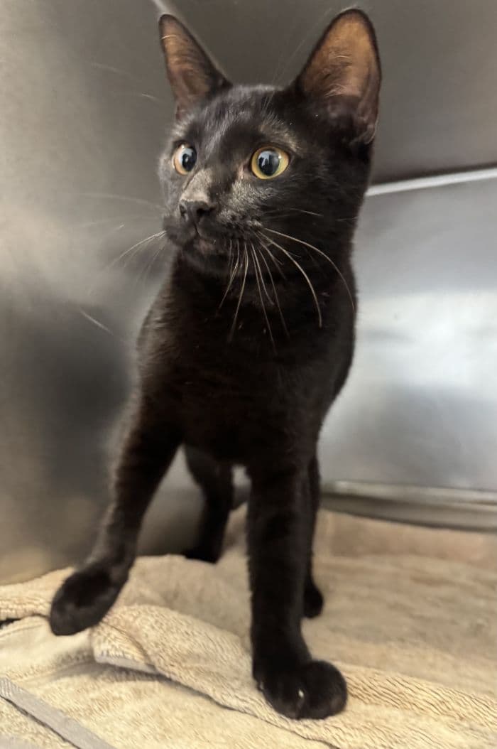 Leslie - Domestic Short Hair