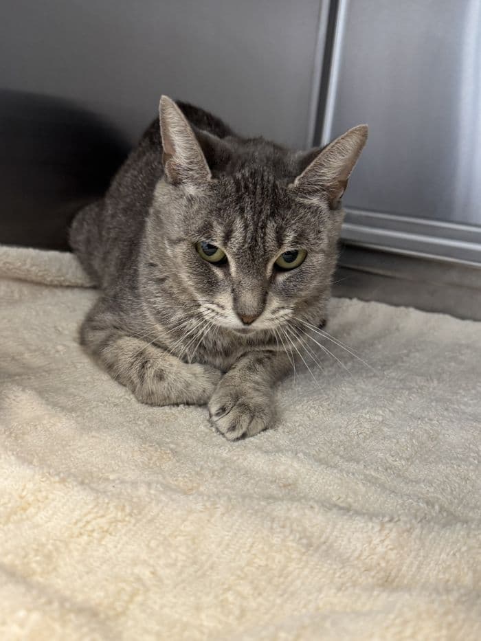 Leanne - Domestic Short Hair