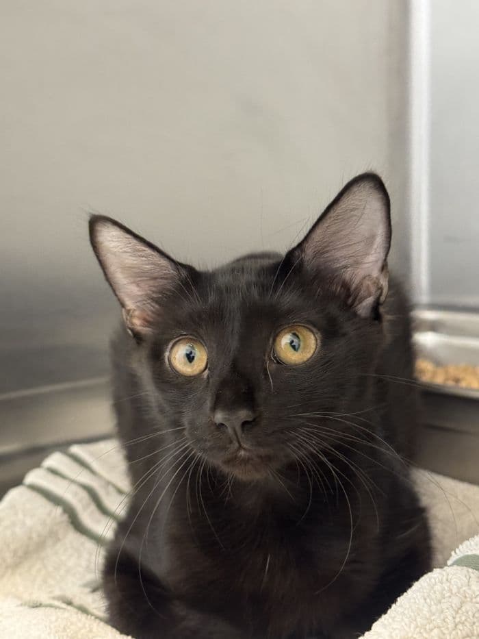 Galadriel - Domestic Short Hair