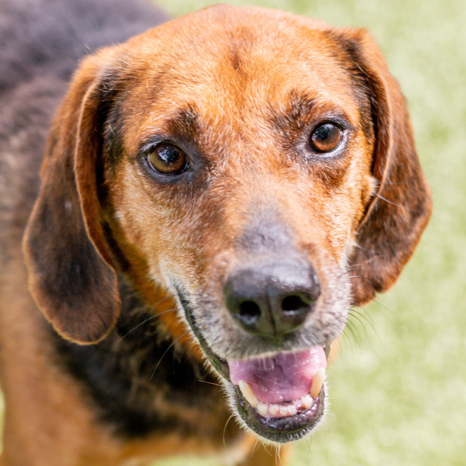 Jimmy - Hound