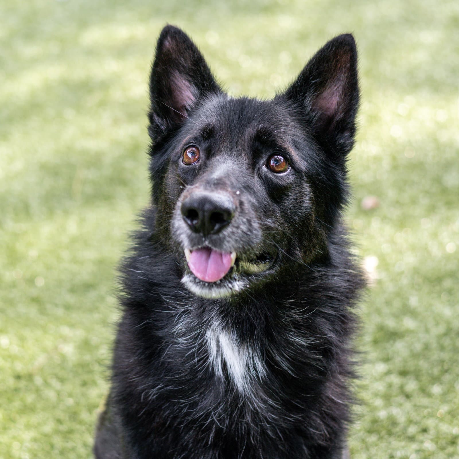 Griff - Shepherd
