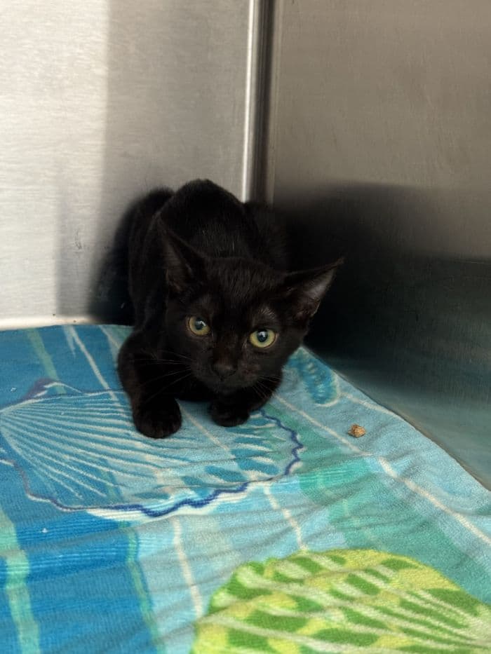 Eustace - Domestic Short Hair