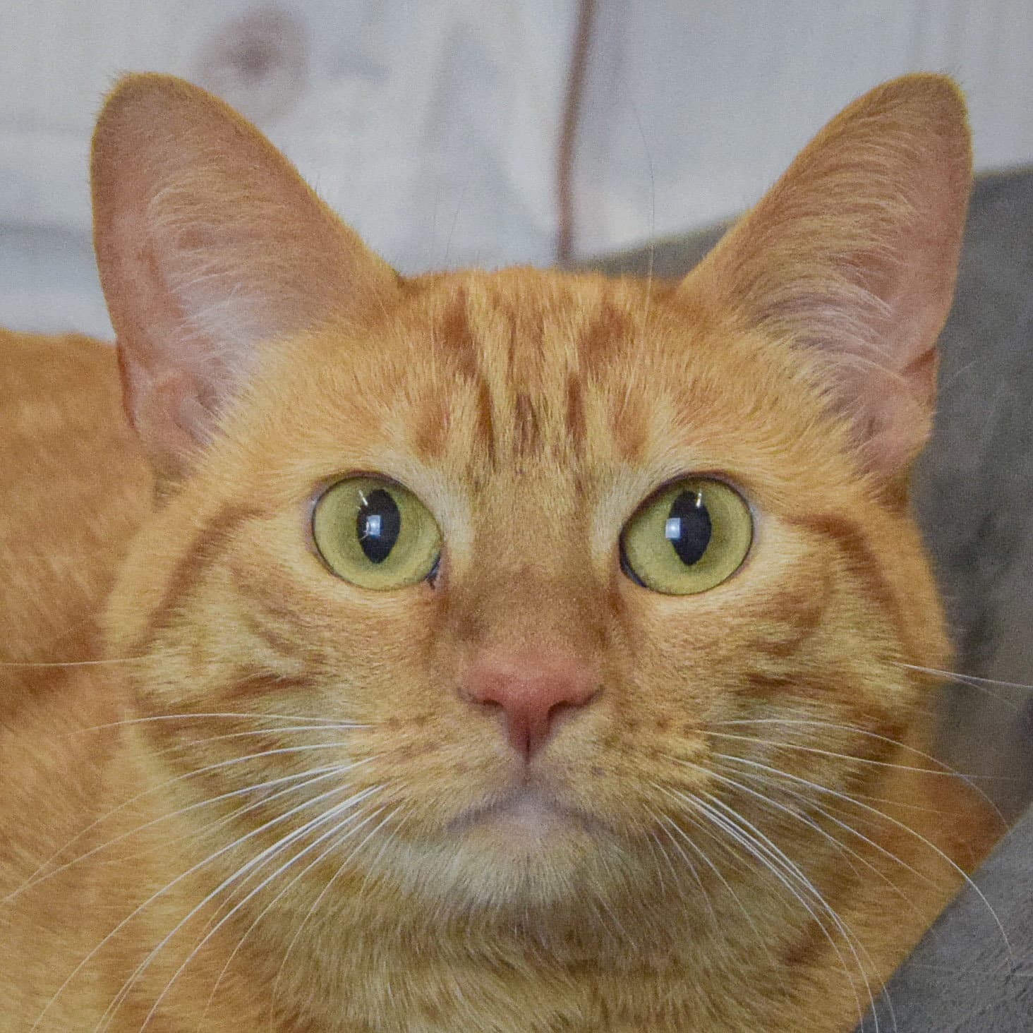 Franny - Tabby