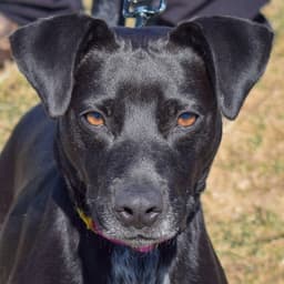 Pepper image 1
