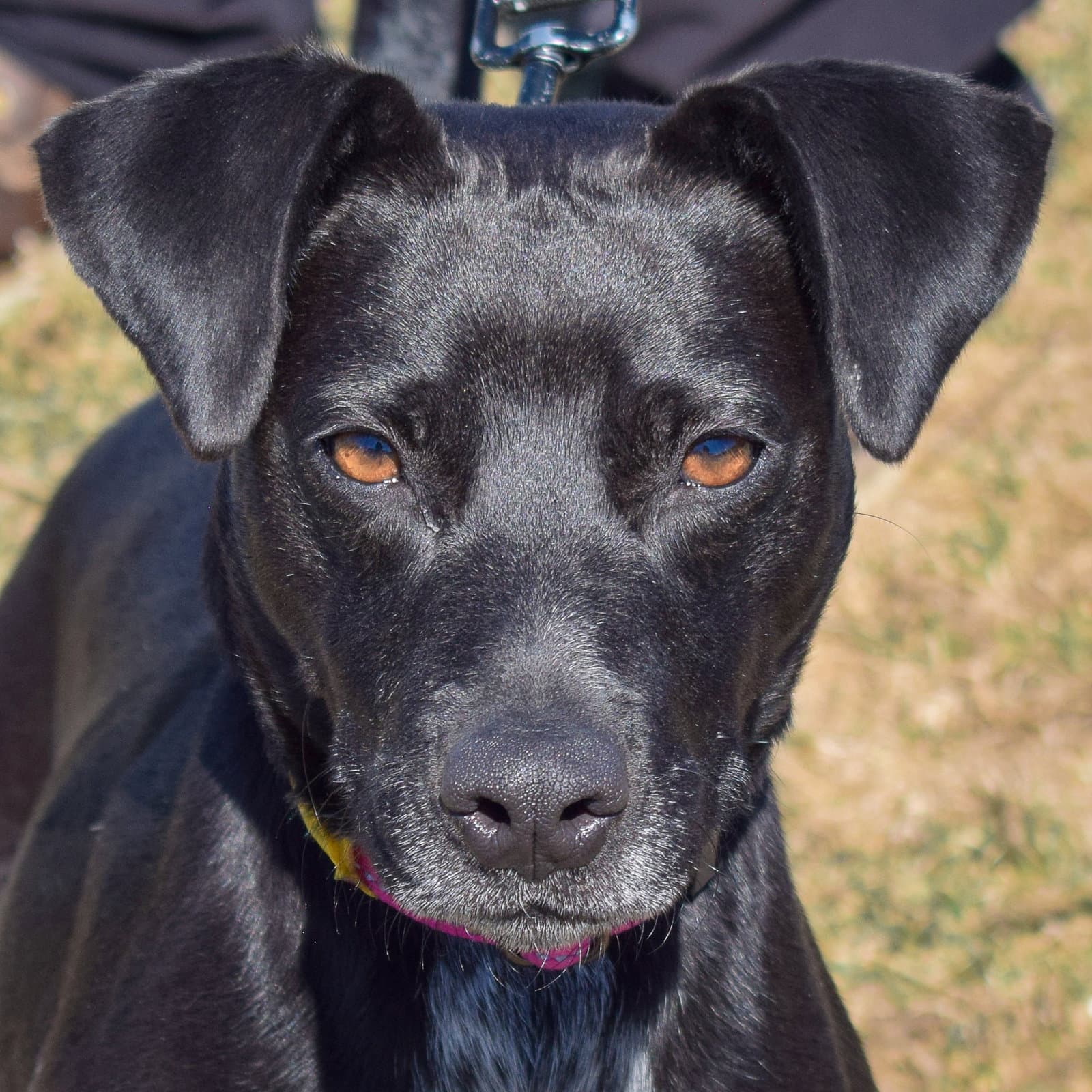Pepper - Black Labrador Retriever