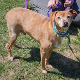 Lil Man image 2