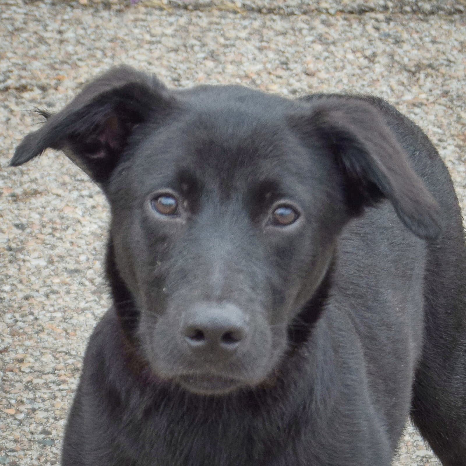 Waylon - German Shepherd Dog