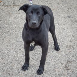 Waylon image 3