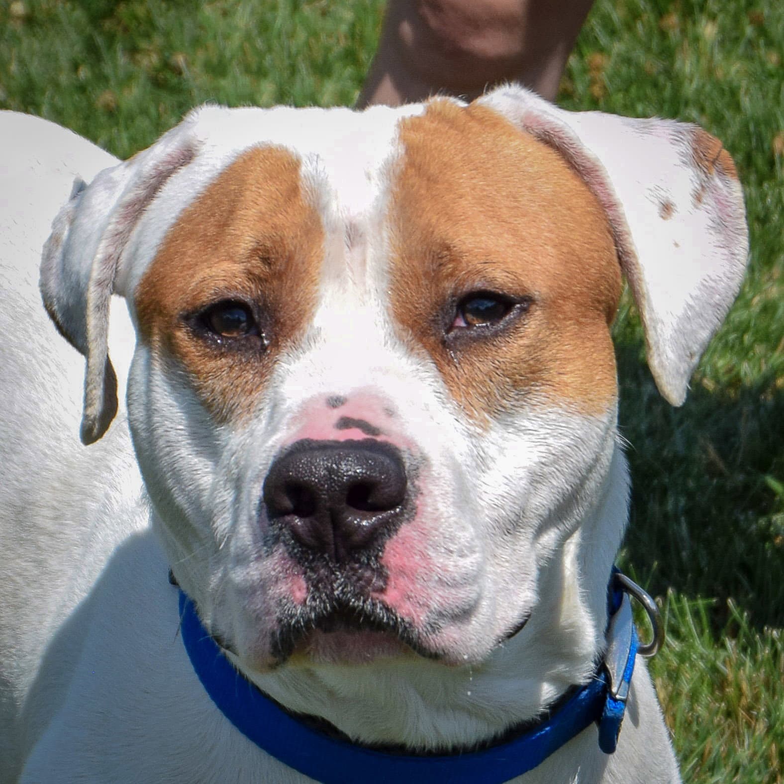 Wiley - American Staffordshire Terrier