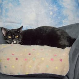 Earl image 3