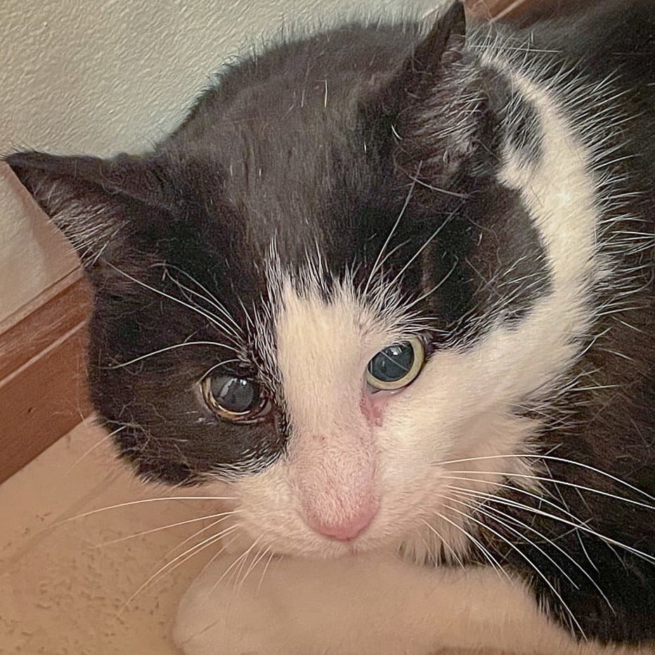 Marvin - Tuxedo