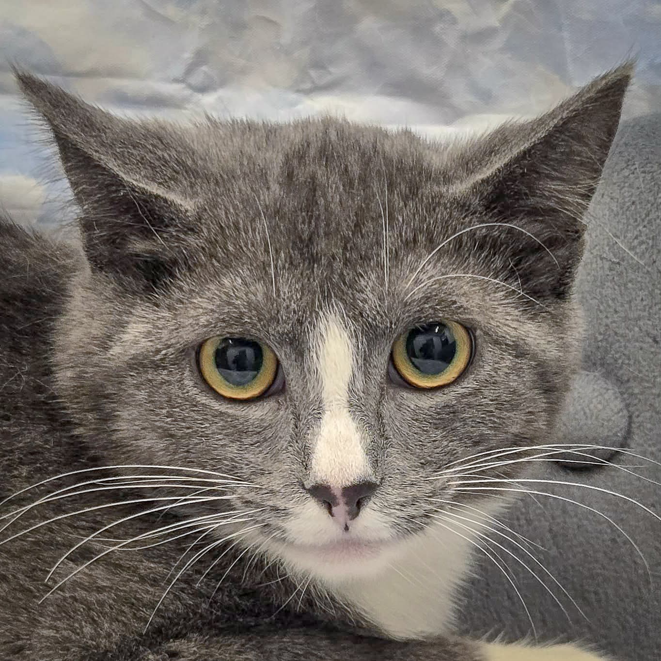 Pixel - Tuxedo