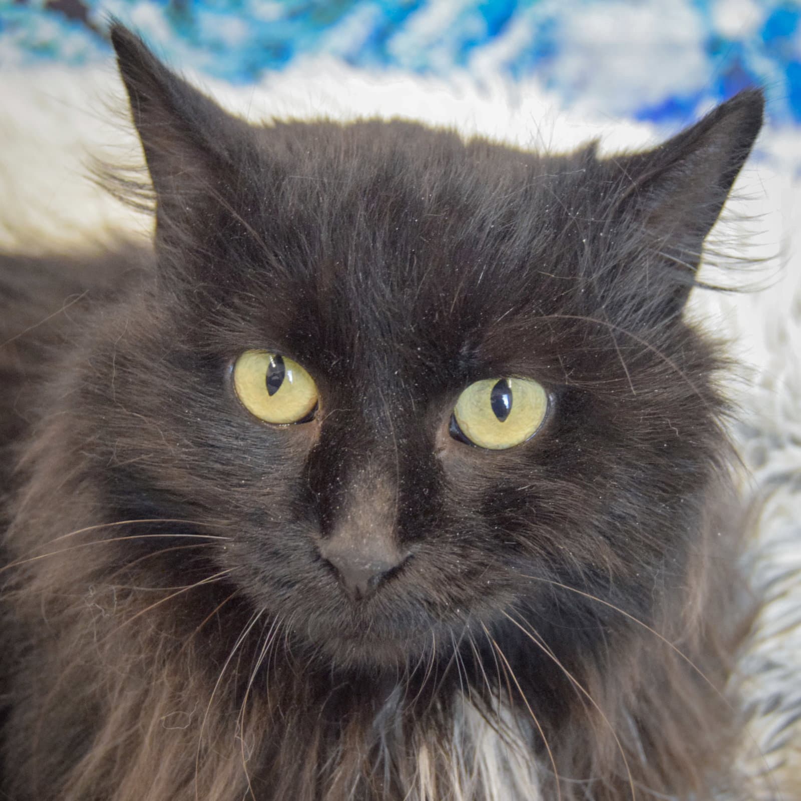 Taco - Maine Coon