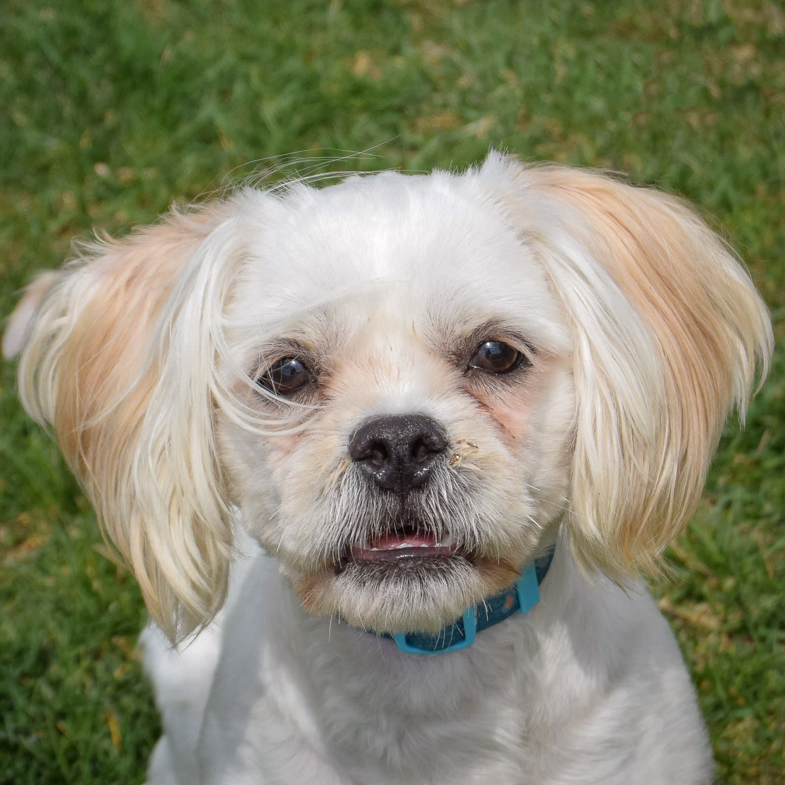 King - Shih Tzu