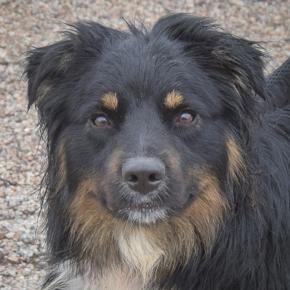 Riley - Australian Shepherd