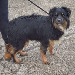 Riley image 4