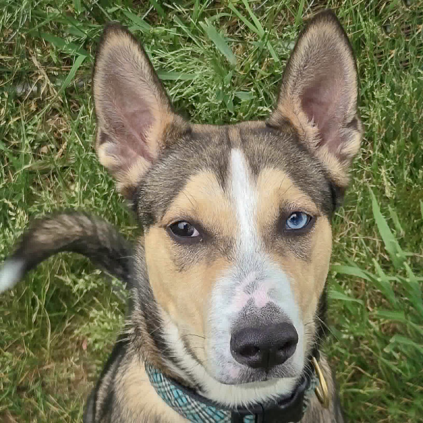 Marley - Husky
