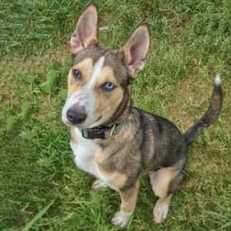 Marley image 2