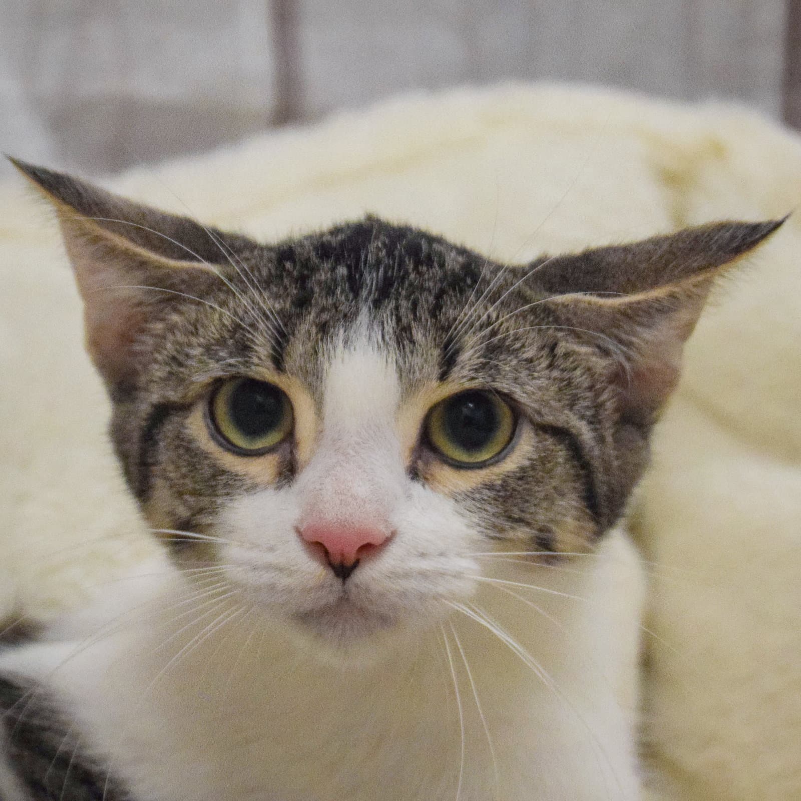 Arrow - Tabby