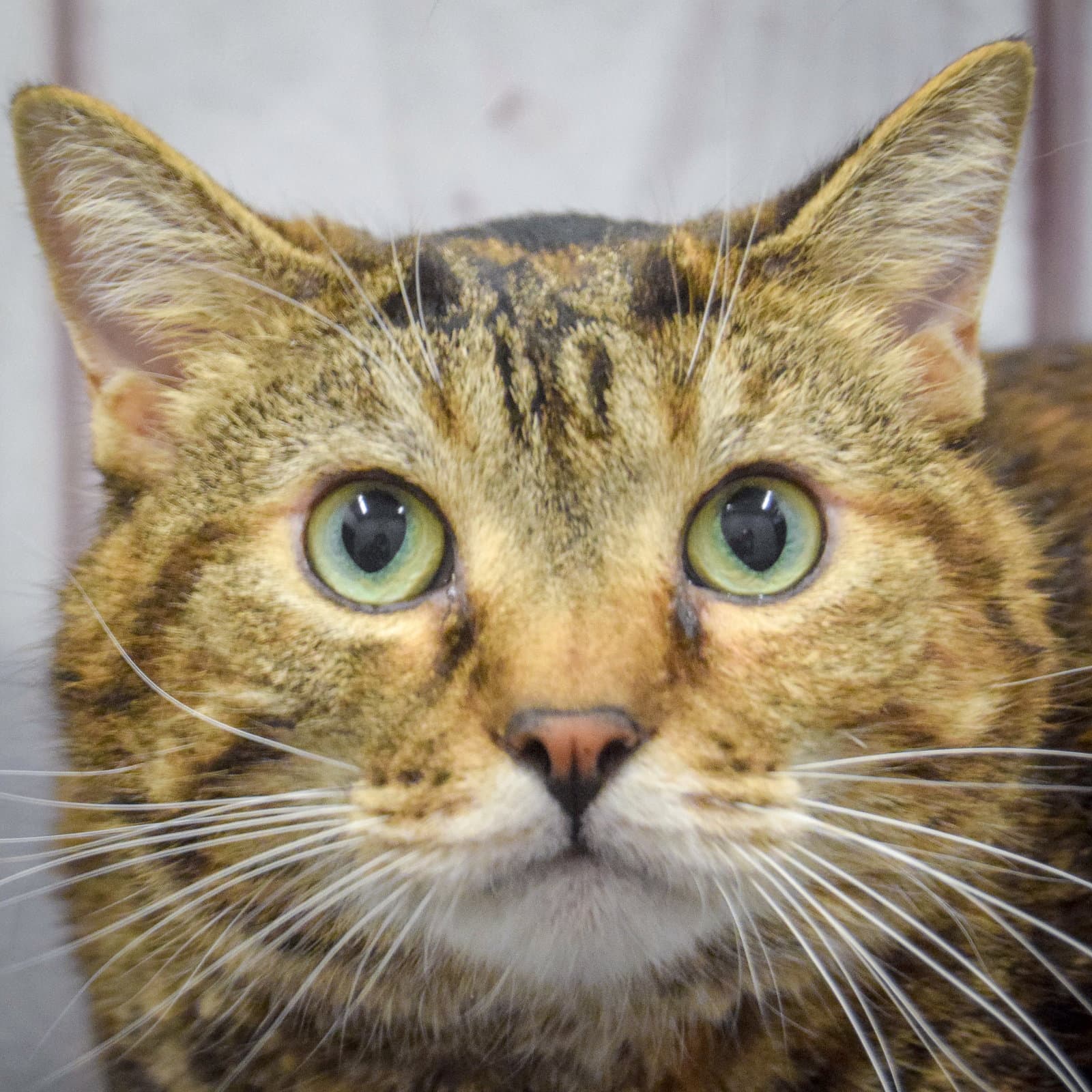 Lucy - Torbie
