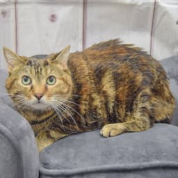 Lucy image 2