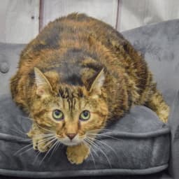 Lucy image 3