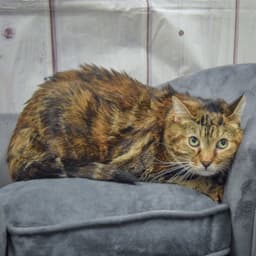 Lucy image 4