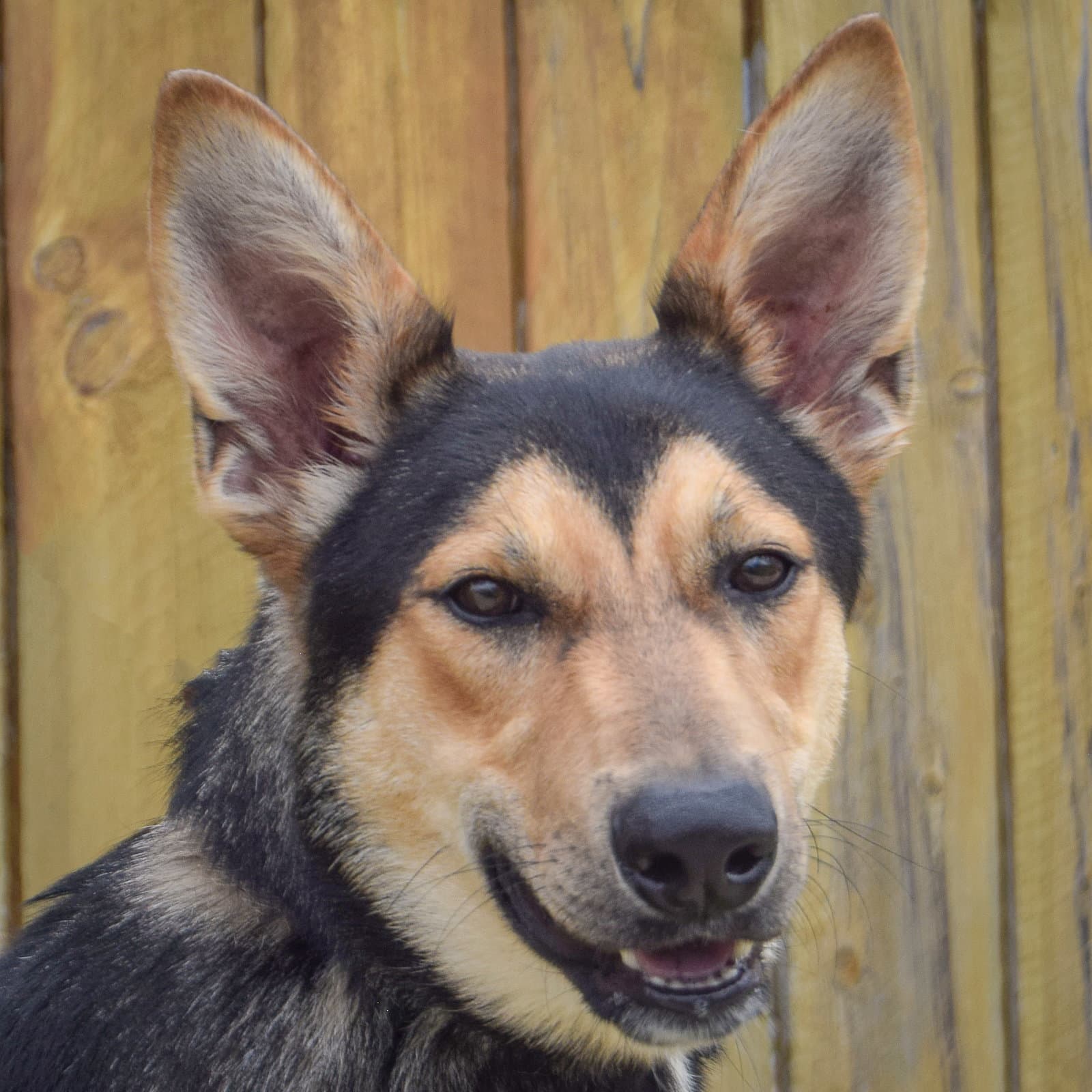 Brian - German Shepherd Dog
