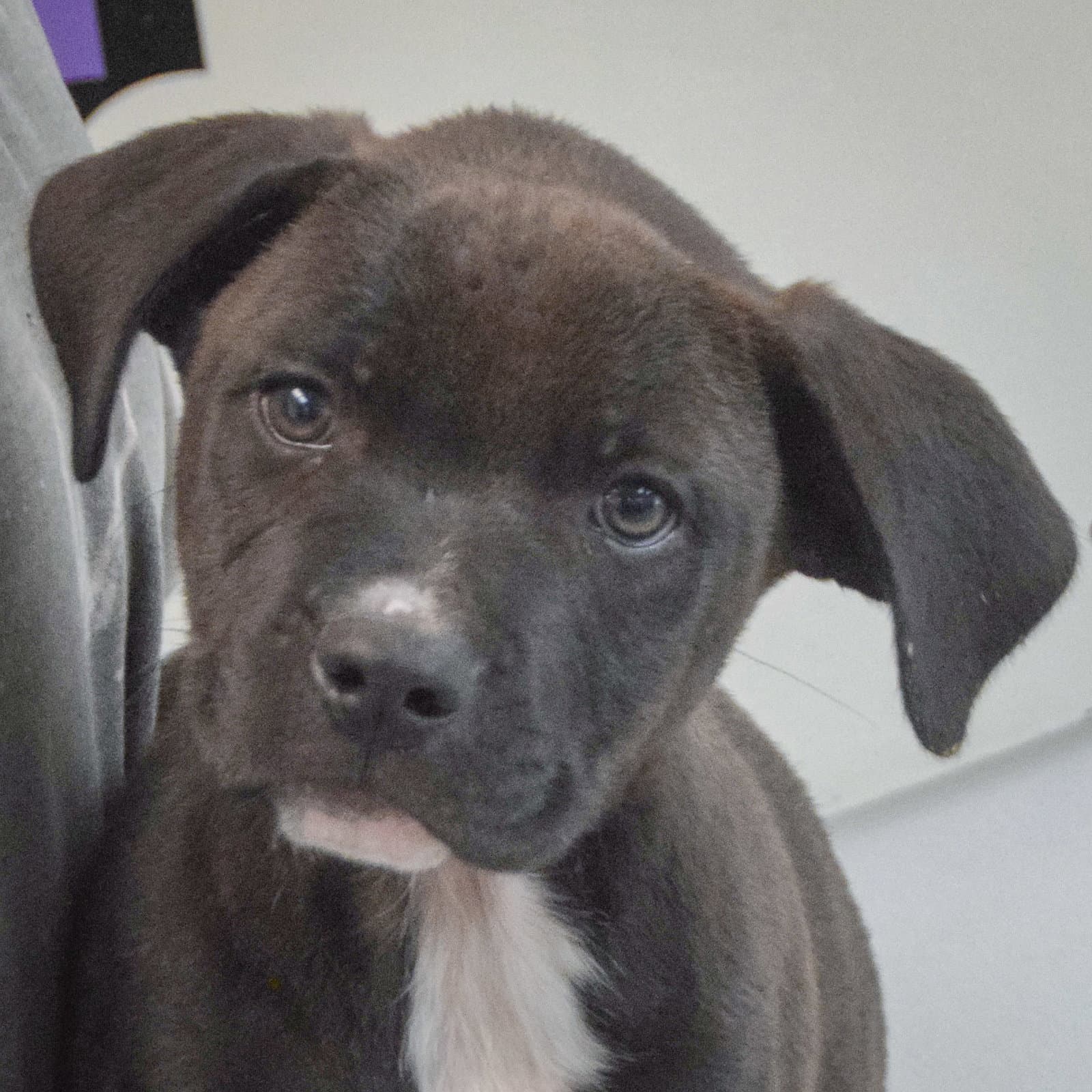 Nacho - Boxer
