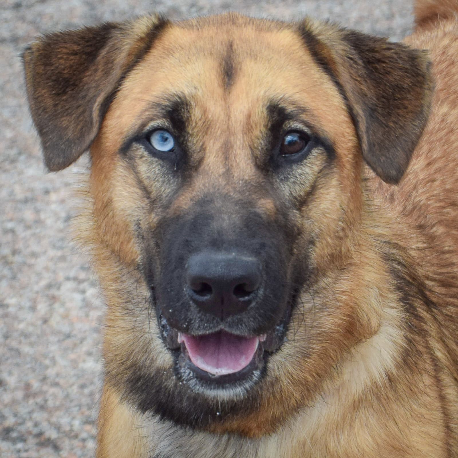 Pumpkin - German Shepherd Dog