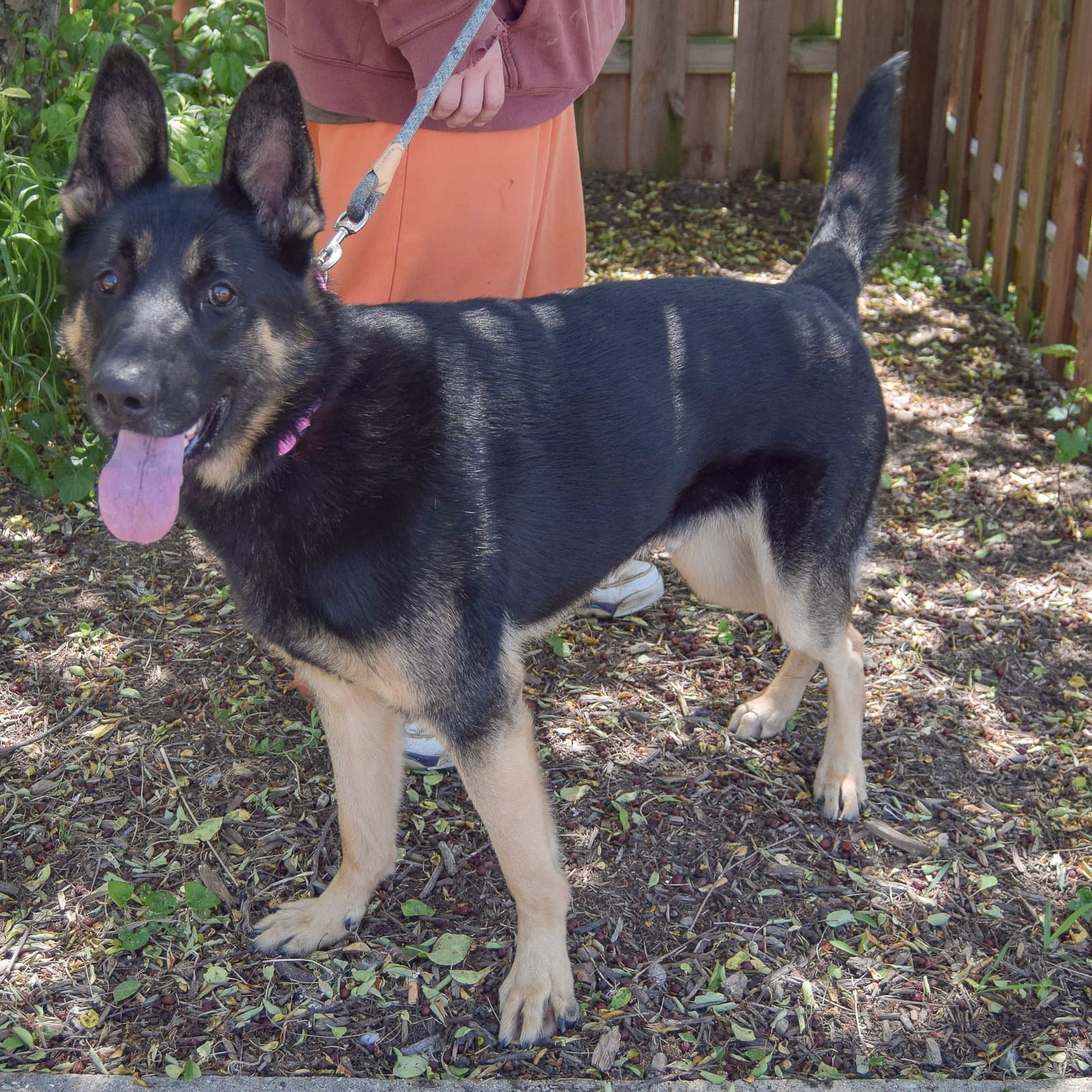 Aster - German Shepherd Dog