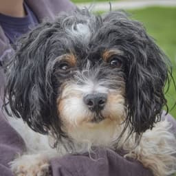 Luna Loo image 1