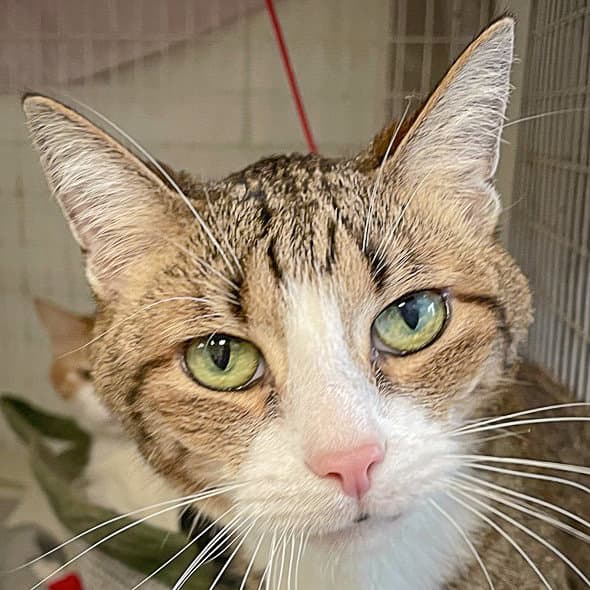 Meyer - Tabby