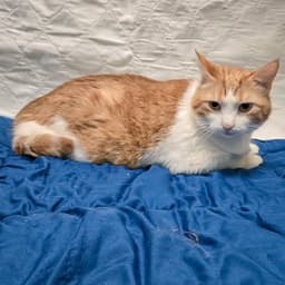 Charles image 2
