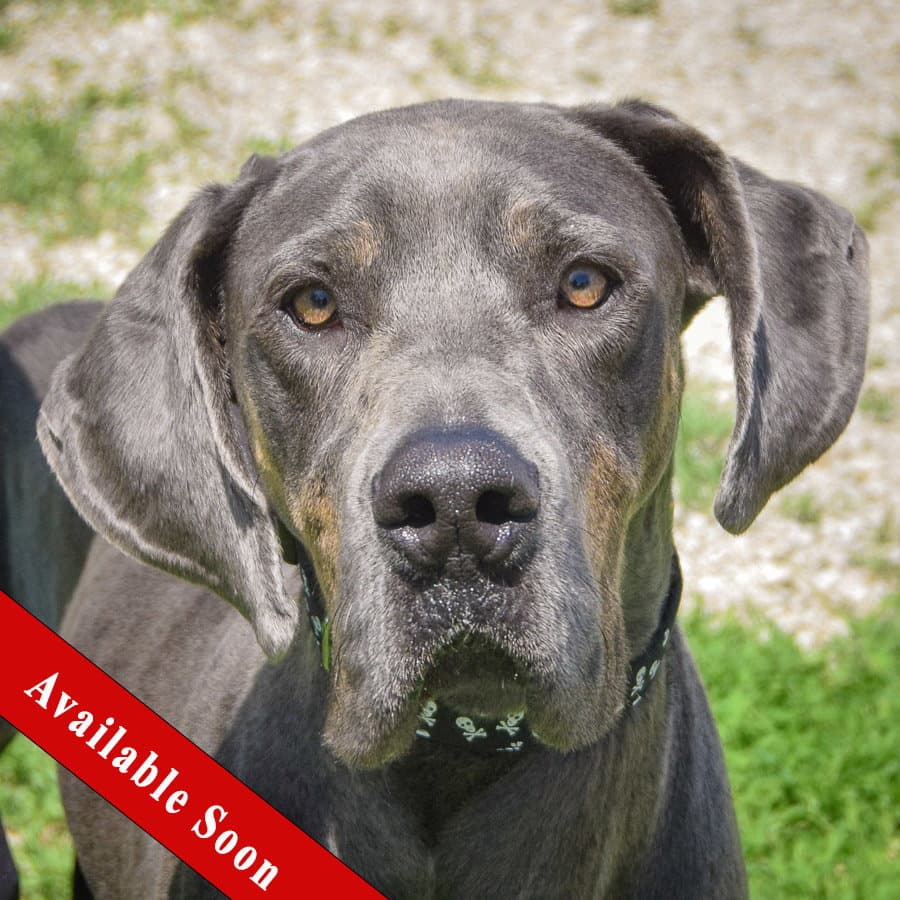 Dani - Great Dane
