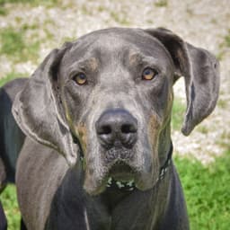 Dani image 4