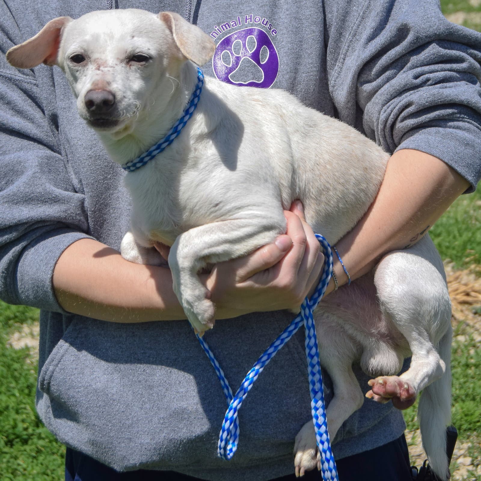 Wally - Chihuahua