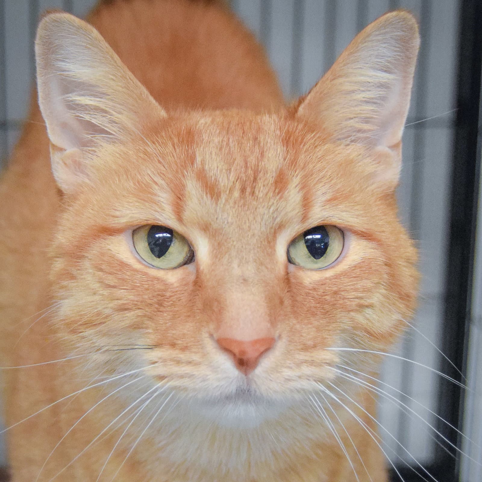 Cooper - Tabby