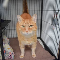 Cooper image 2