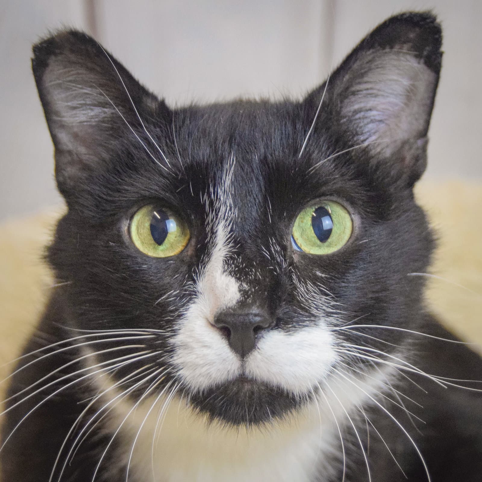 Doug - Tuxedo