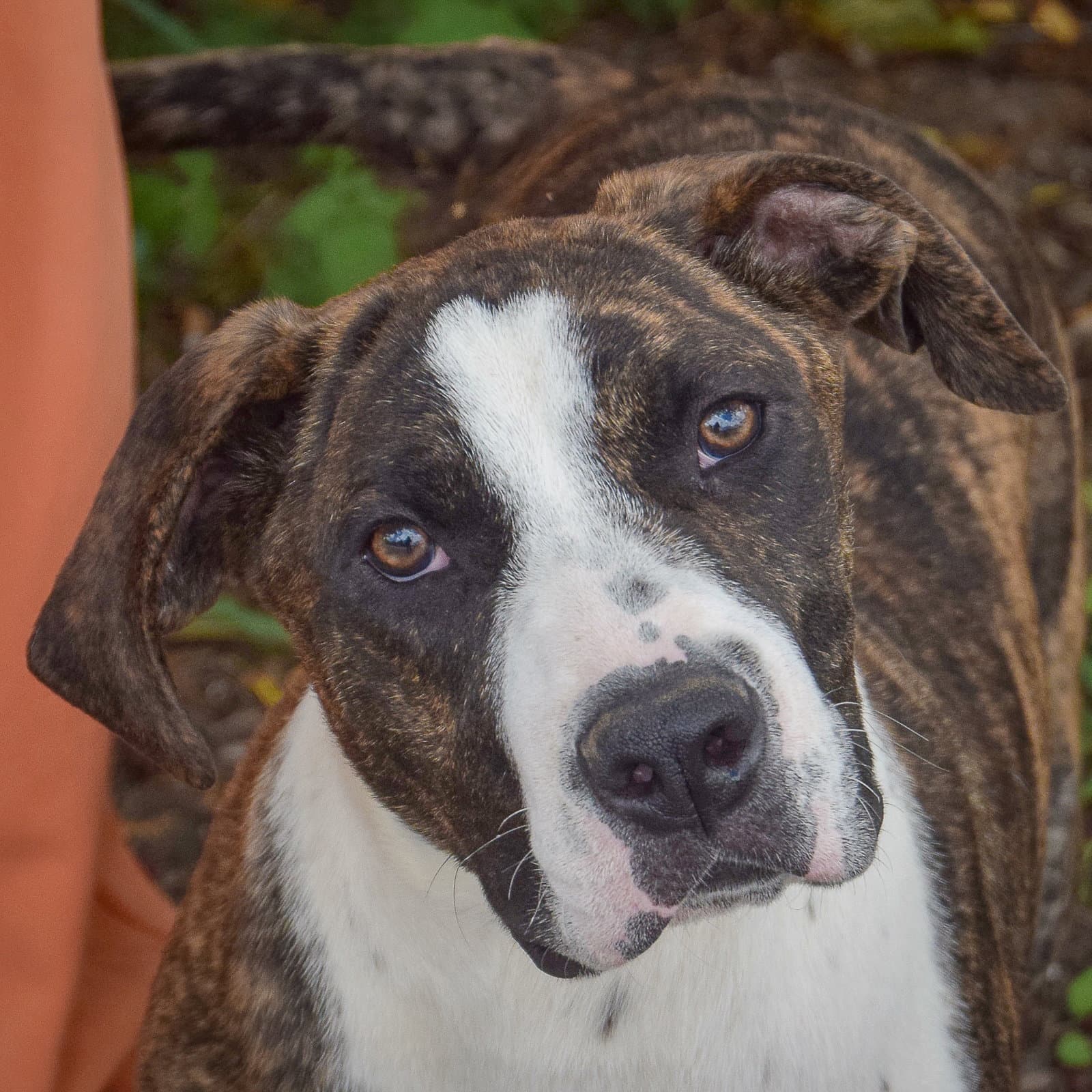 Trooper - American Staffordshire Terrier